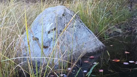 Rad Rock