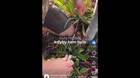 Jak na jablka bez červů