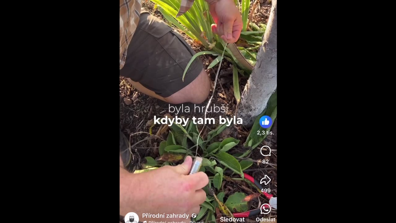 Jak na jablka bez červů