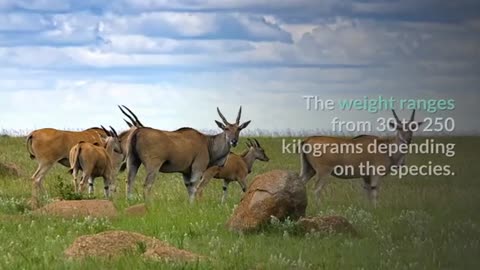 What_s_The_Differences_Between_Deer_and_Antelope_-_Comparison