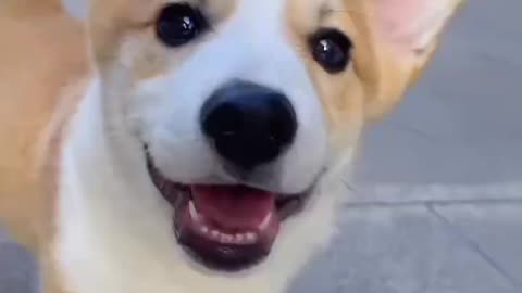 "The process of a puppy growing up is really fast; adorable pet."