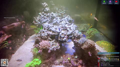 24/7 Real Live Reef Stream