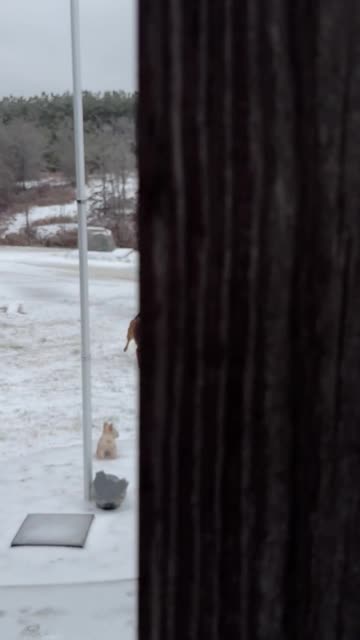 My Son and His Dog-Powered Sled