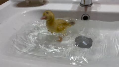 Baby Duckling Bathing for the First Time