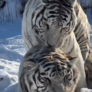 The Multiplication of Power in Siberia.