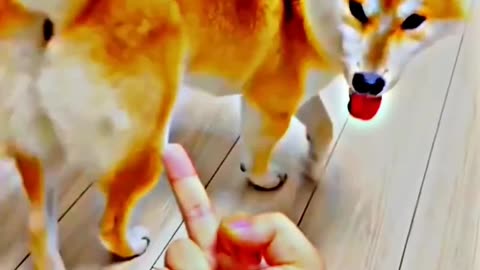 Other dogs reacting to fingers