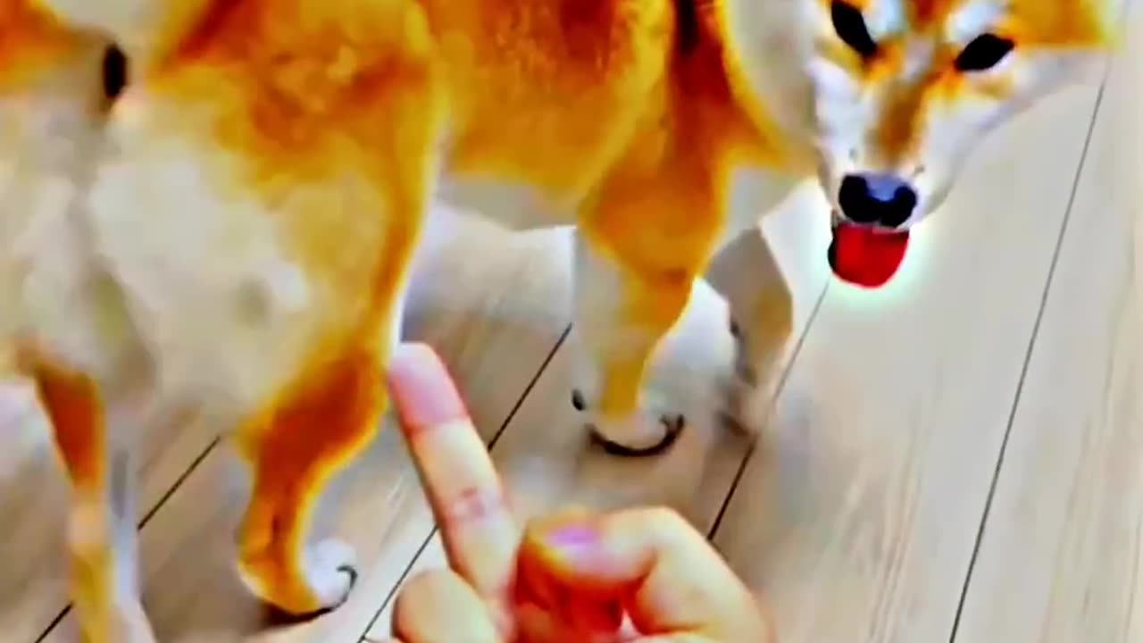 Other dogs reacting to fingers