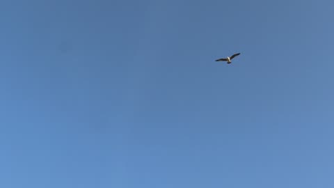 Seaguls- Speaking with Seaguls in Vila Moura, Algarve. November, 2024