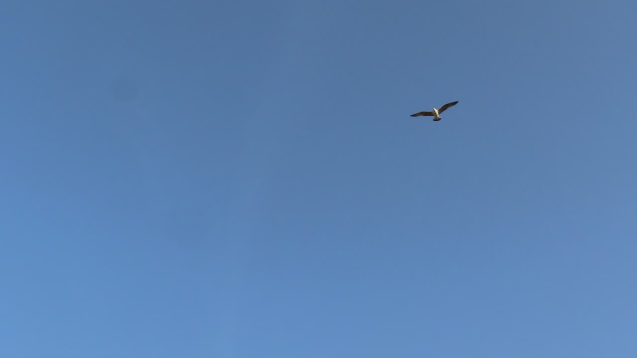 Seaguls- Speaking with Seaguls in Vila Moura, Algarve. November, 2024