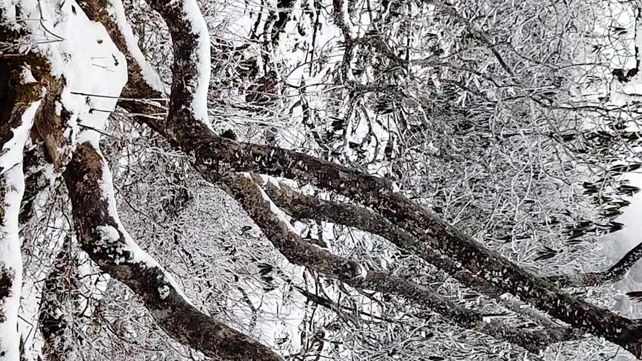 Snow walk