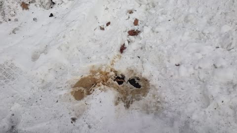 Salem NH White Homeless Pee & Poop in Snow