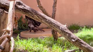 🐦😂 You Won't Believe This Bird's Epic Bath Time! | FunFM
