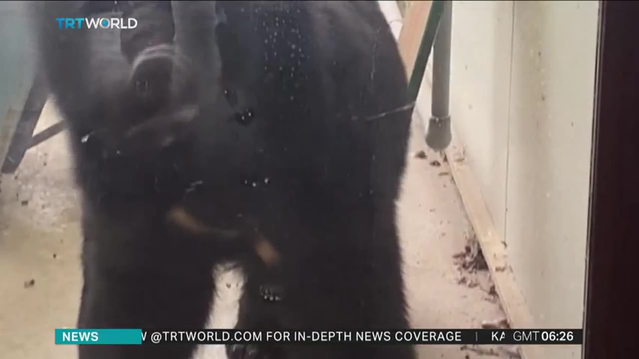 Japan deploys troops to trap bears after record wave of attacks