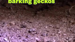 🤣🦎 You Won't Believe This Gecko Barking! | FunFM