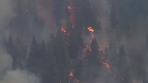 Forest Fire Action