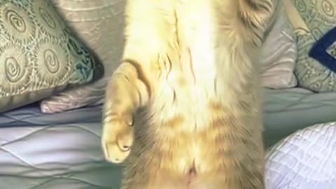 KARATE KITTEN ELSA Goes Full Ninja Mode! 🥋😼 Adorable Cat Kung Fu Chaos!