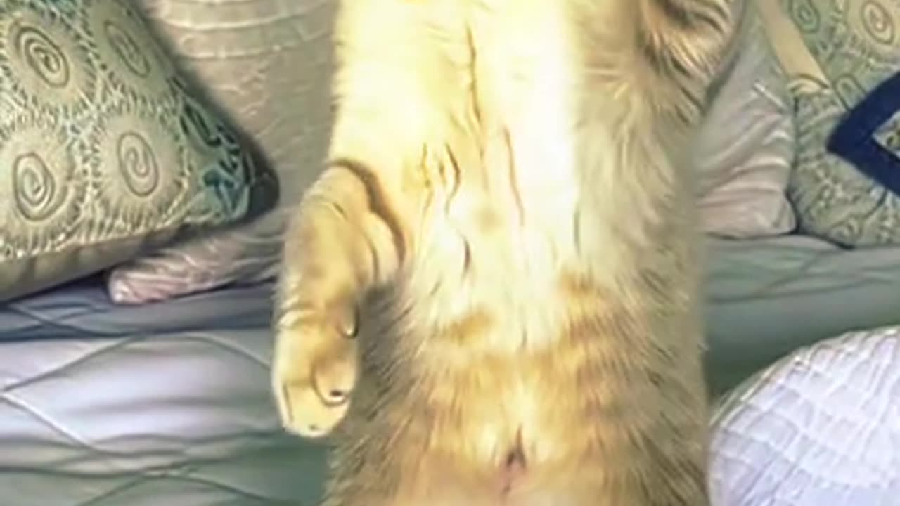 KARATE KITTEN ELSA Goes Full Ninja Mode! 🥋😼 Adorable Cat Kung Fu Chaos!