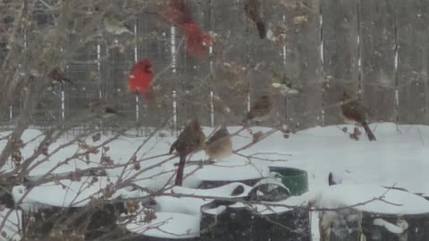 Stupid Groundhog! #snow #winter