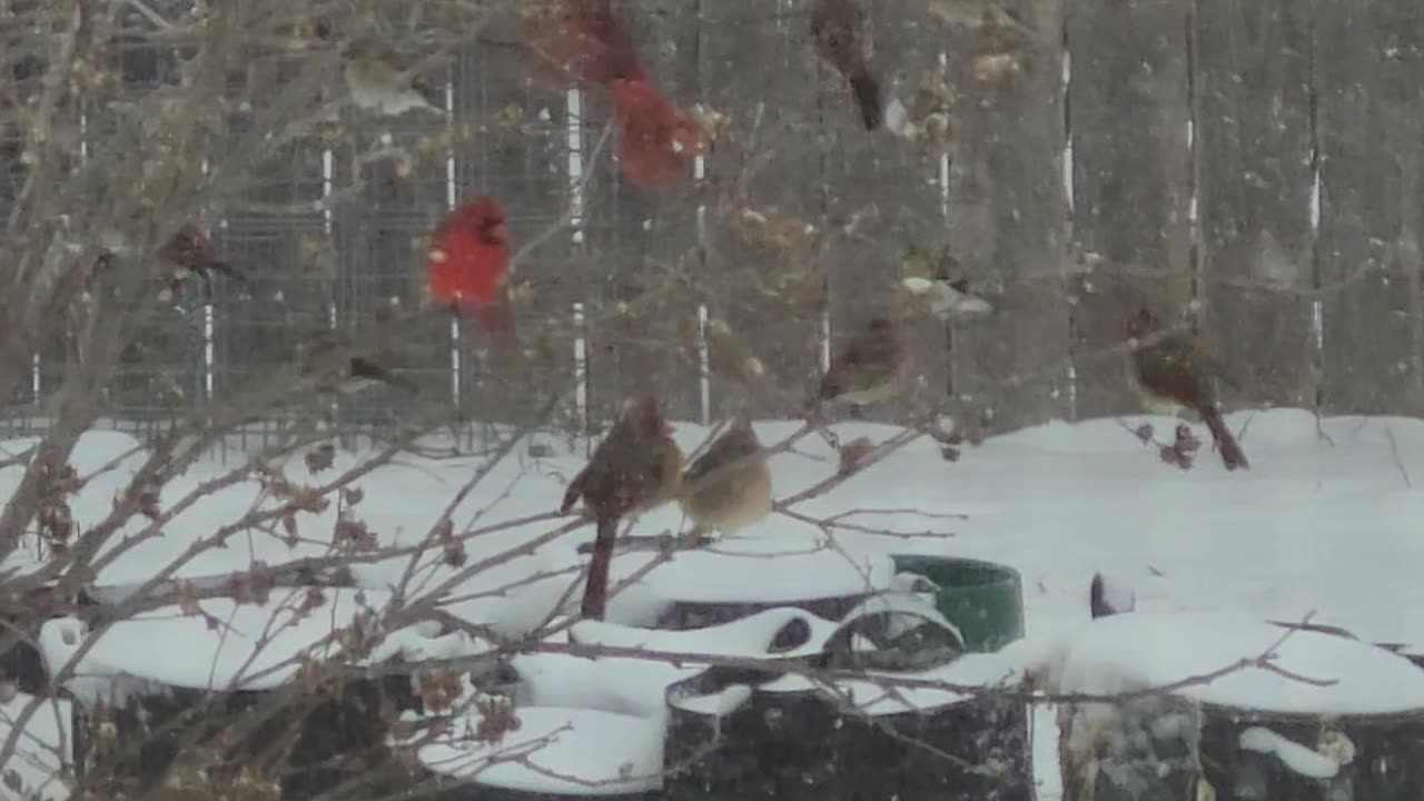 Stupid Groundhog! #snow #winter