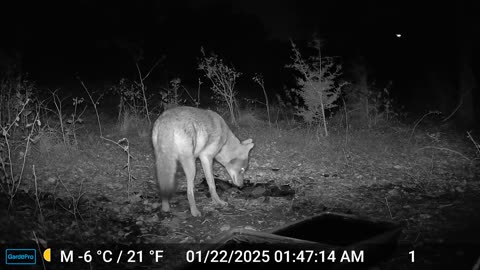 Coyote Moves Tub And Breaks Ice