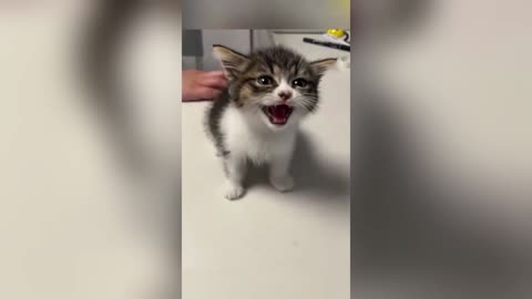 Adorable and funny cat!!!!!!!!!!!! (COMPILATION)