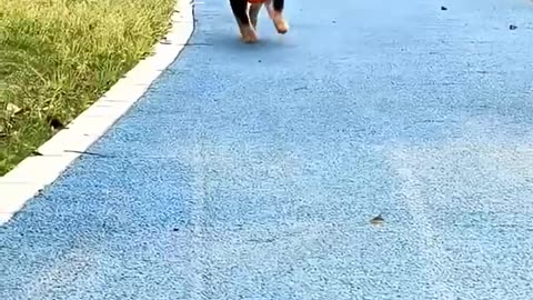 Dog's cat walk