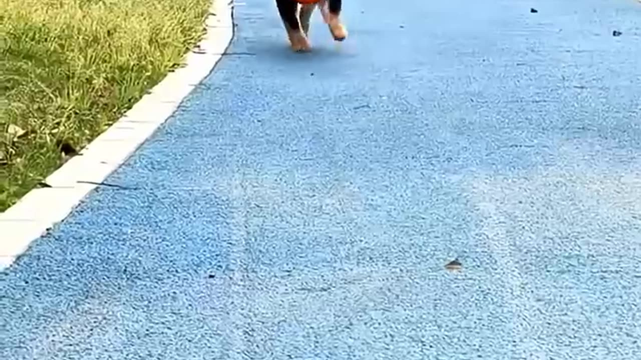 Dog's cat walk
