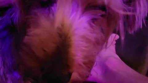 Batman wants attention #yorkie #funnydogs