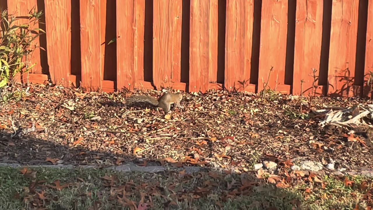 Blasian Babies Family Garden Squirrels Wake Up To A Glorious Sunny Christmas Day, Part 2