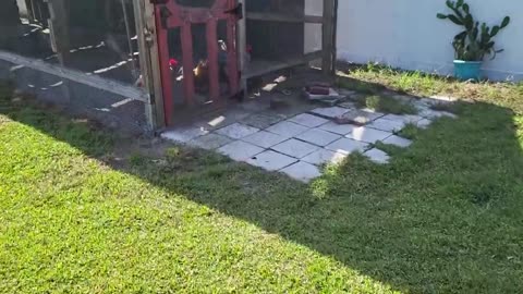 The beginnings of a Homestead.