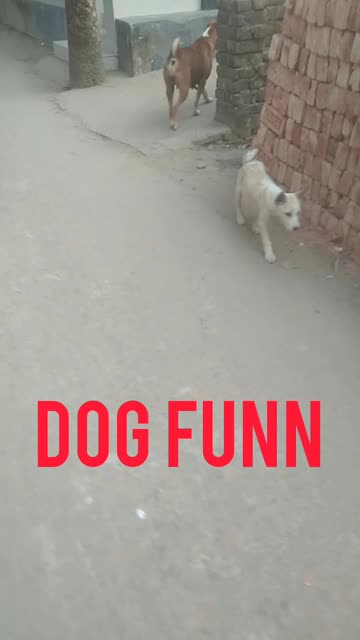 dog is funny walk
