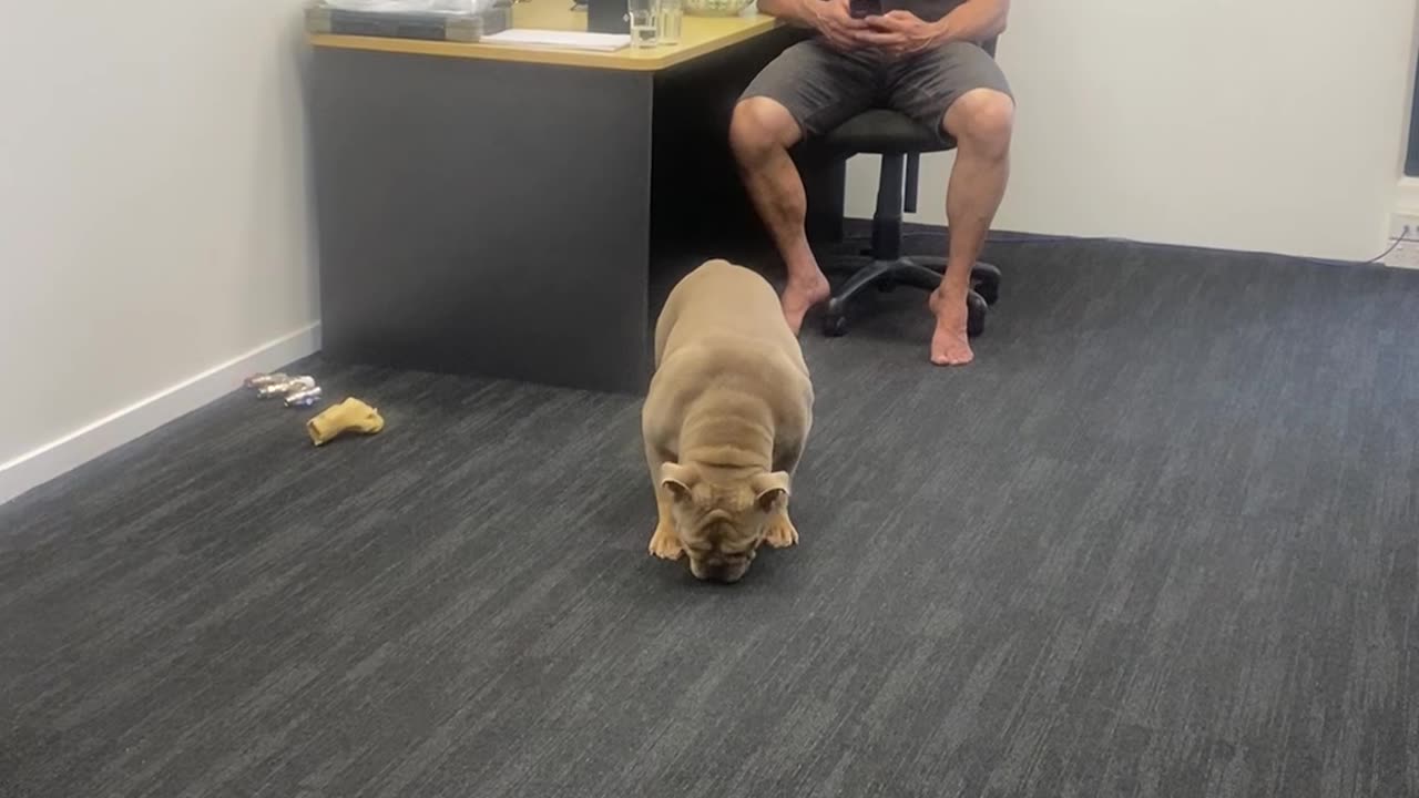 Office Dog Launches Ball