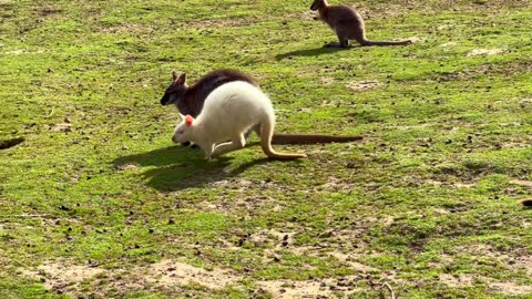 Albino Kangaroo | very rare natural phenomenon