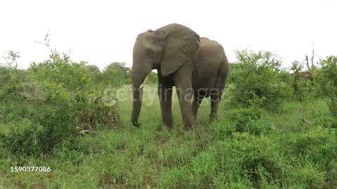 ELEPHANT DANCE