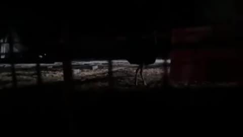 Animal Cruelty By The RCMP. Stressing Ostriches Out With Drones & Bright Lights Flashing