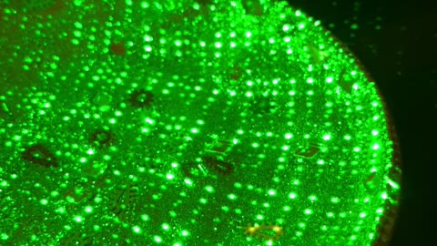 Sparkly lights?