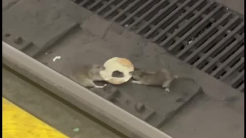 What It's Like to Live in New York