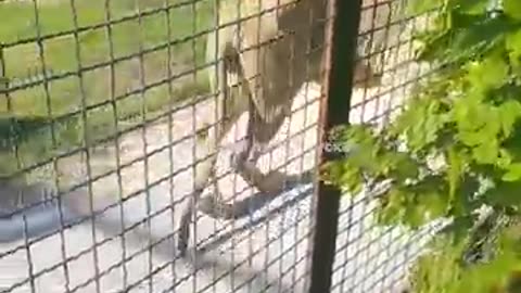 animals