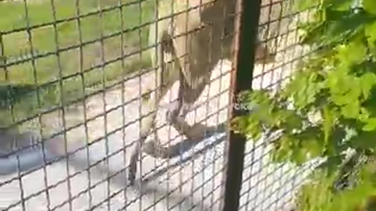 animals