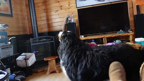Rosco's Fav Thin Lizzy Song