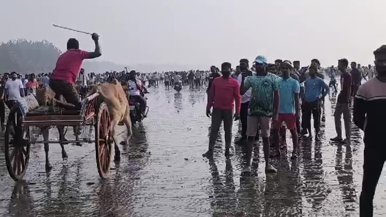 bull cart racing