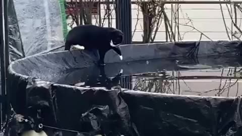 Pool is not frozen anymore, Cat is surprised 😂
