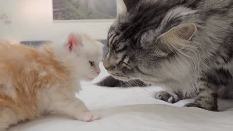 Dad Cat Meets His Kittens!