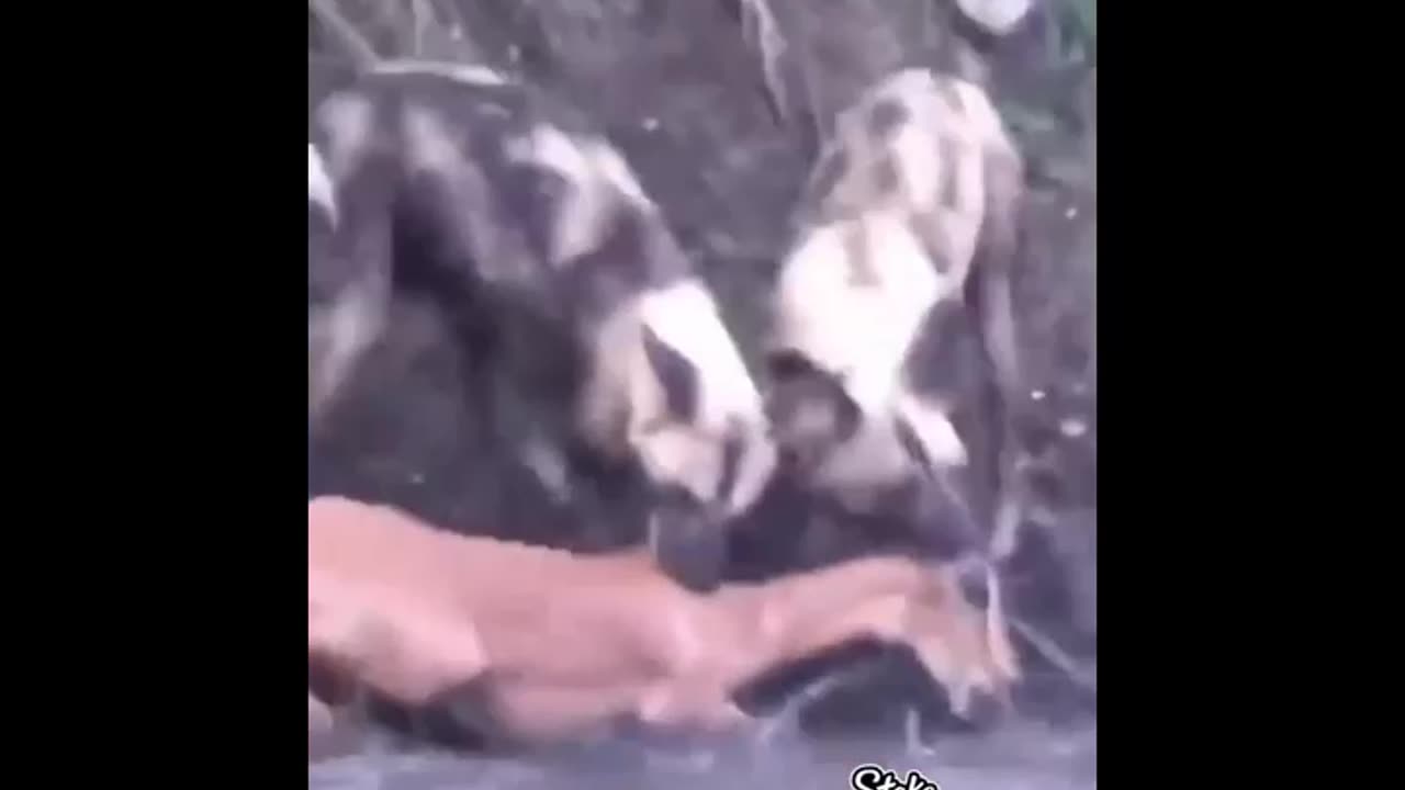 Natural Animal - Fun real