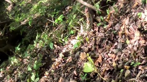 I Fell Down a Hill at Devil’s Icebox… But Somehow Survived 😳🌲 | Part 4