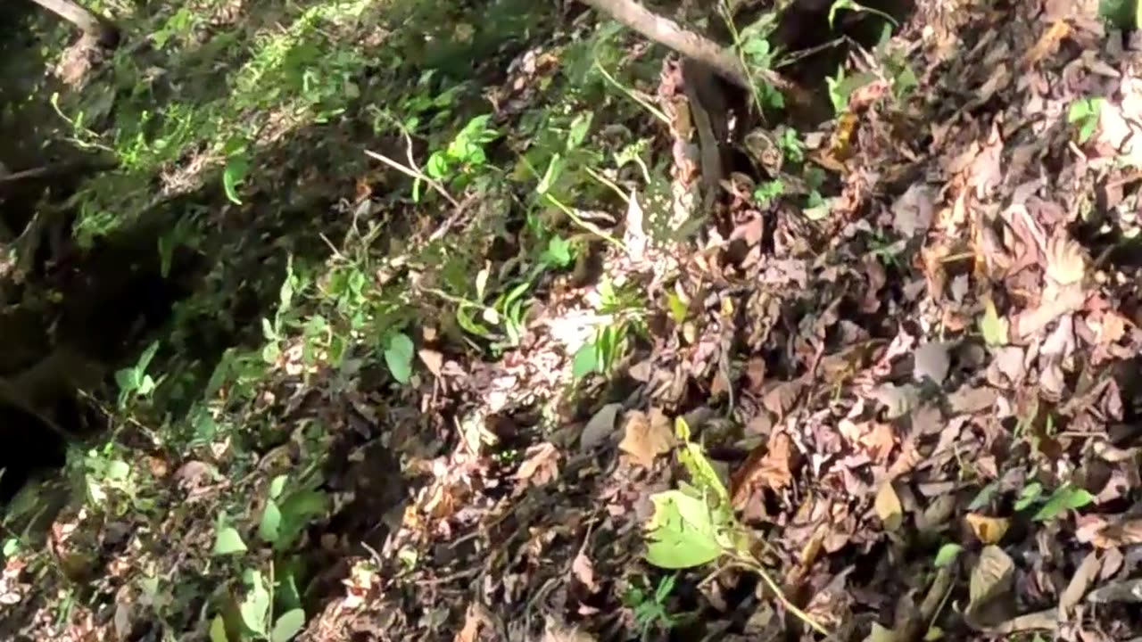 I Fell Down a Hill at Devil’s Icebox… But Somehow Survived 😳🌲 | Part 4