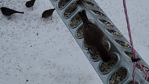 House Finches Eating Safflower Seeds from a Homemade Bird Feeder