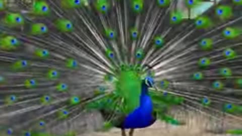 Peafowl Bird Sounds/Call #peacock #birds #amazing