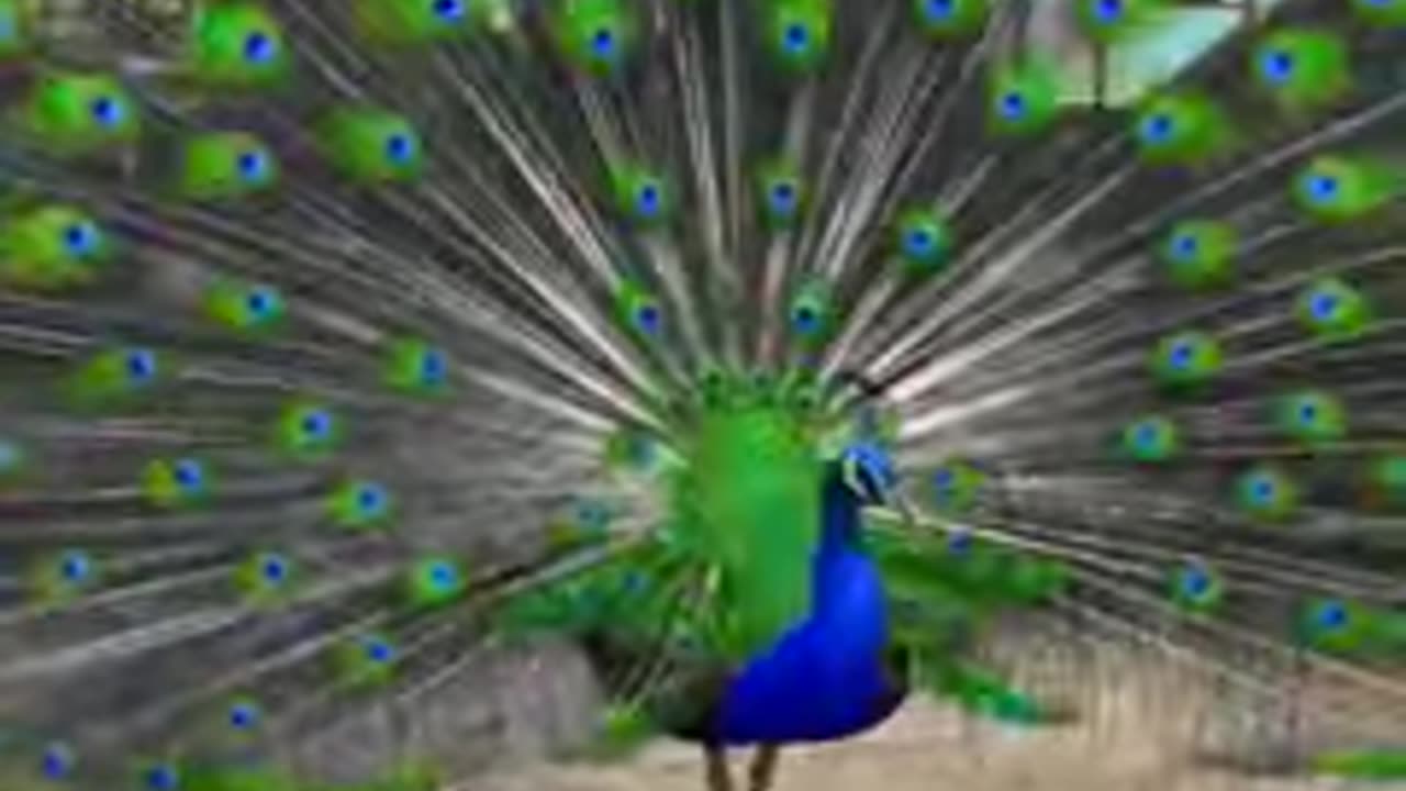 Peafowl Bird Sounds/Call #peacock #birds #amazing