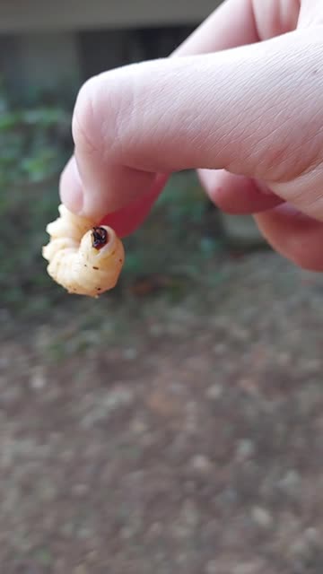 Chicken grub. No one is coming to save you.